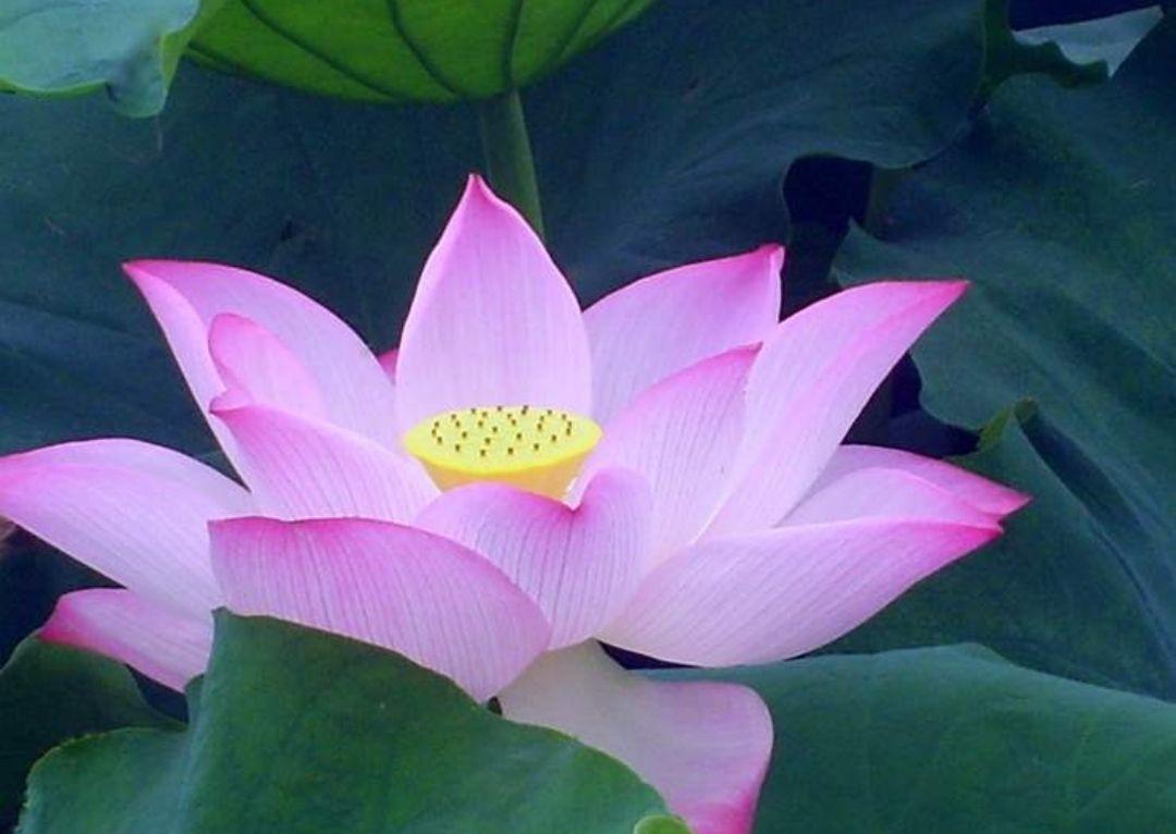 水芙蓉开花图片欣赏,芙蓉花四季开花的样子