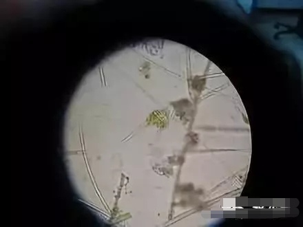 养殖塘水锈,养殖水有锈