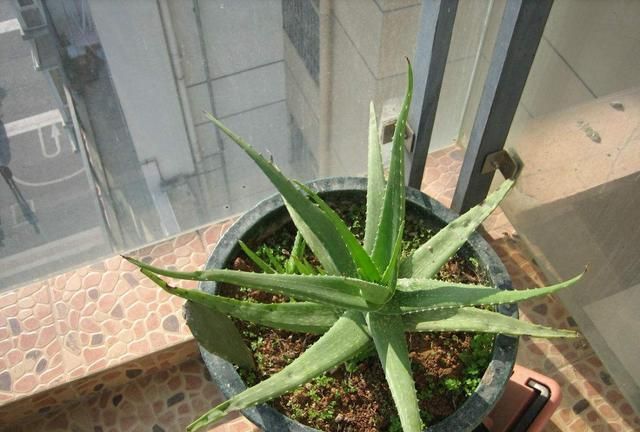 新鲜芦荟可以直接擦脸祛色素吗,新鲜芦荟可以直接擦脸吗