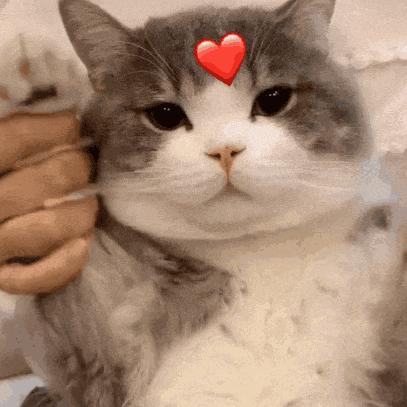 夏天猫咪中暑视频,炎炎夏日猫咪应该怎么安全度过