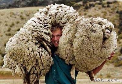 新西兰靠什么变成发达国家,新西兰是如何成为发达国家