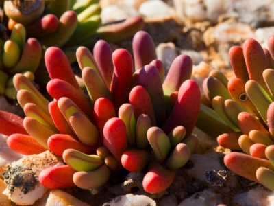 麦穗多肉盆栽养殖方法,多肉绿宝石盆栽的养殖方法