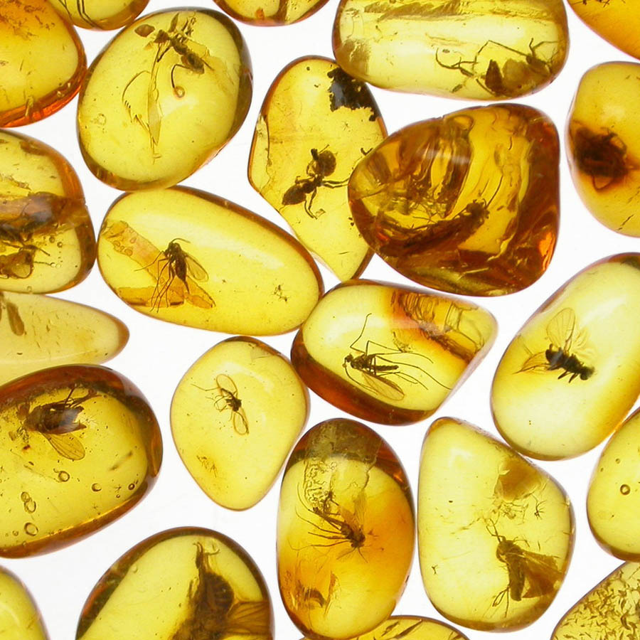 波兰格单斯克琥珀展,波兰琥珀