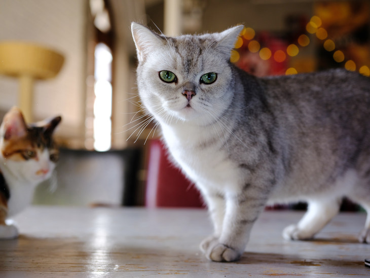 富士gfx50s2代中画幅相机值得买吗,富士中画幅相机gfx50sii测评