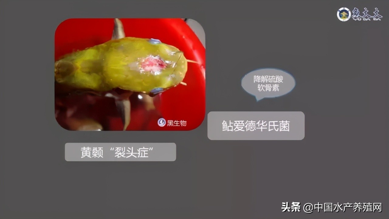 鱼病快速诊断与防病技术,鱼虾蟹病防治方法