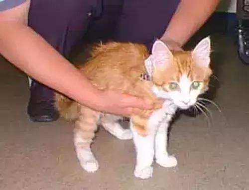 5种不同的抱猫姿势,女人抱猫睡觉的正确姿势