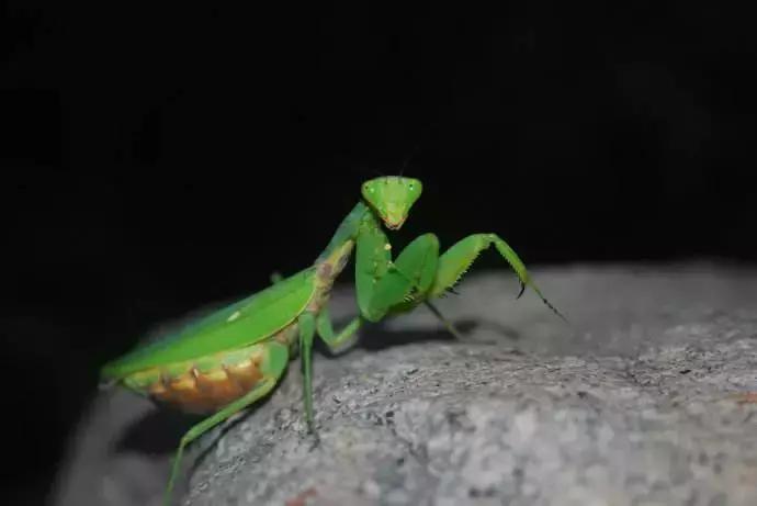 柑橘粉蚧虫图解,柑橘食蝇虫图片