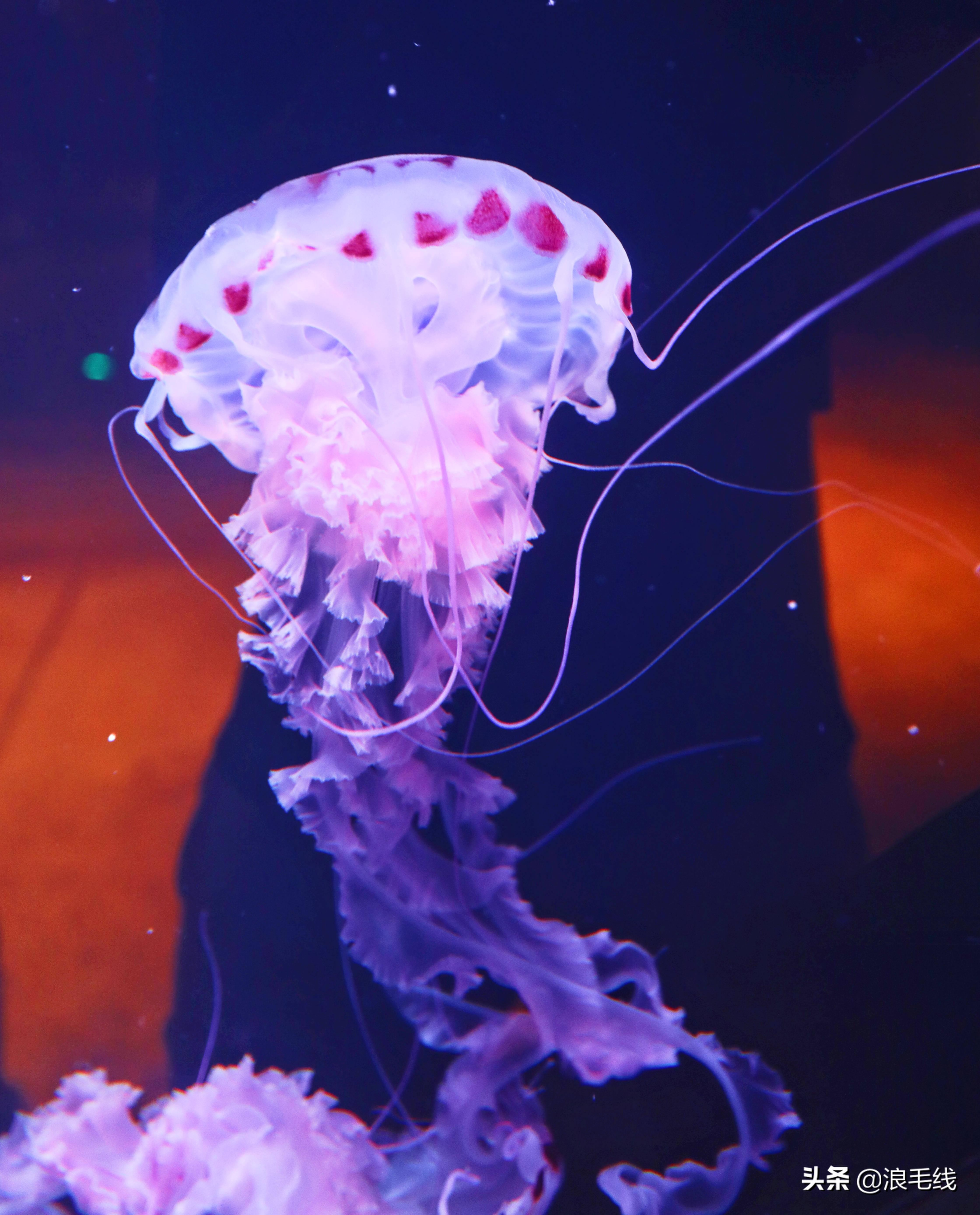 三亚海棠湾自由行热门攻略,三亚四天三夜海棠湾自由行攻略