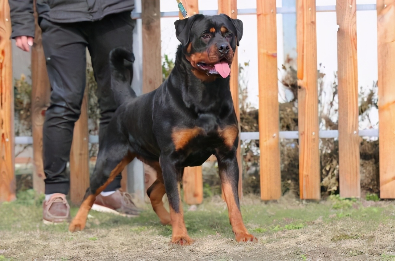 罗威纳为什么很少人养,德系罗威纳一般人能养得起吗