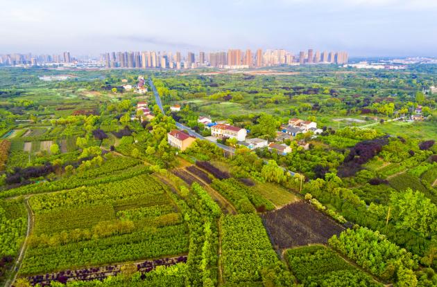 苗木产业，肥西高质量发展的最美底色——写在2020合肥苗木交易花卉交易大会开幕之际