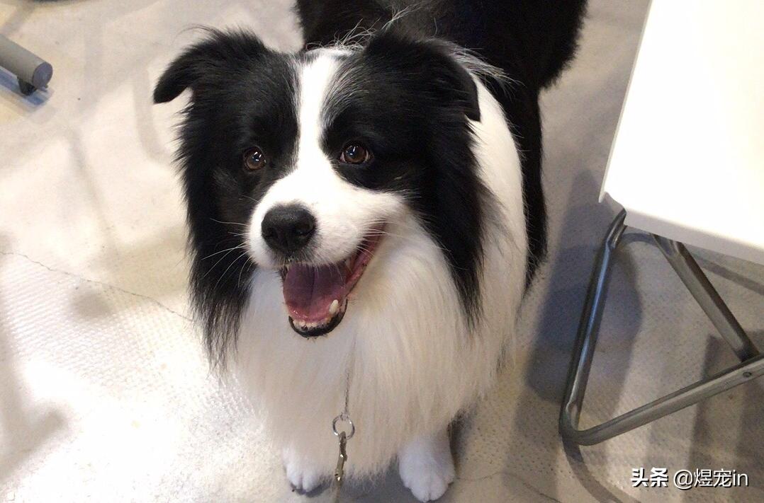 边牧肚子抓红了有疙瘩,边牧肚子长红疹子怎么治疗