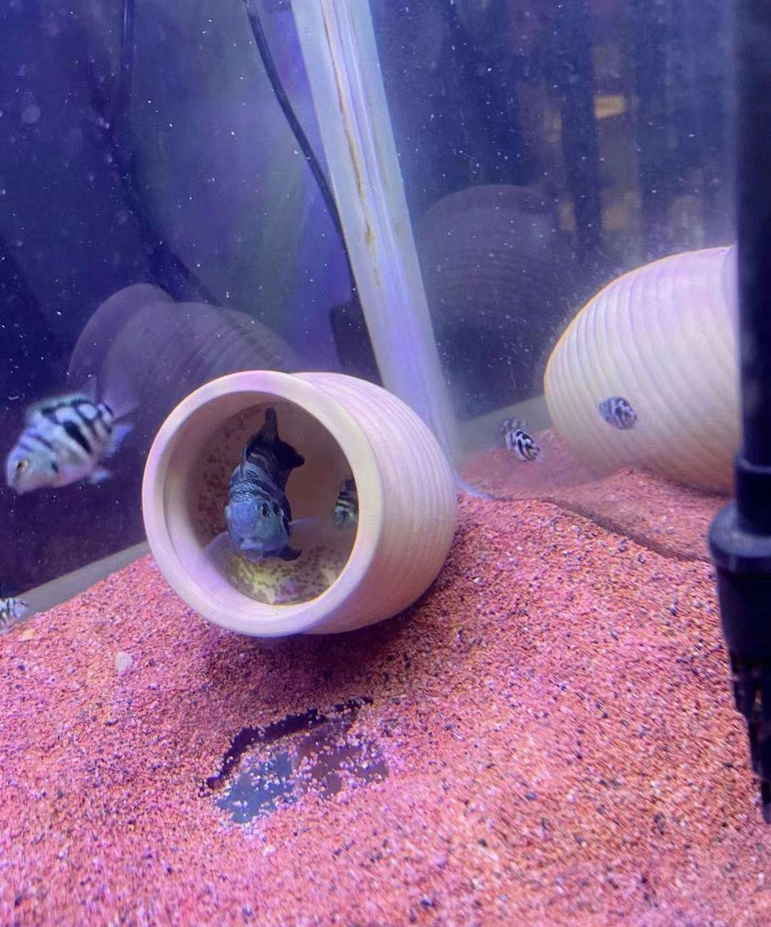 迷你鹦鹉鱼和中国斗鱼打架,迷你鹦鹉鱼打架什么样