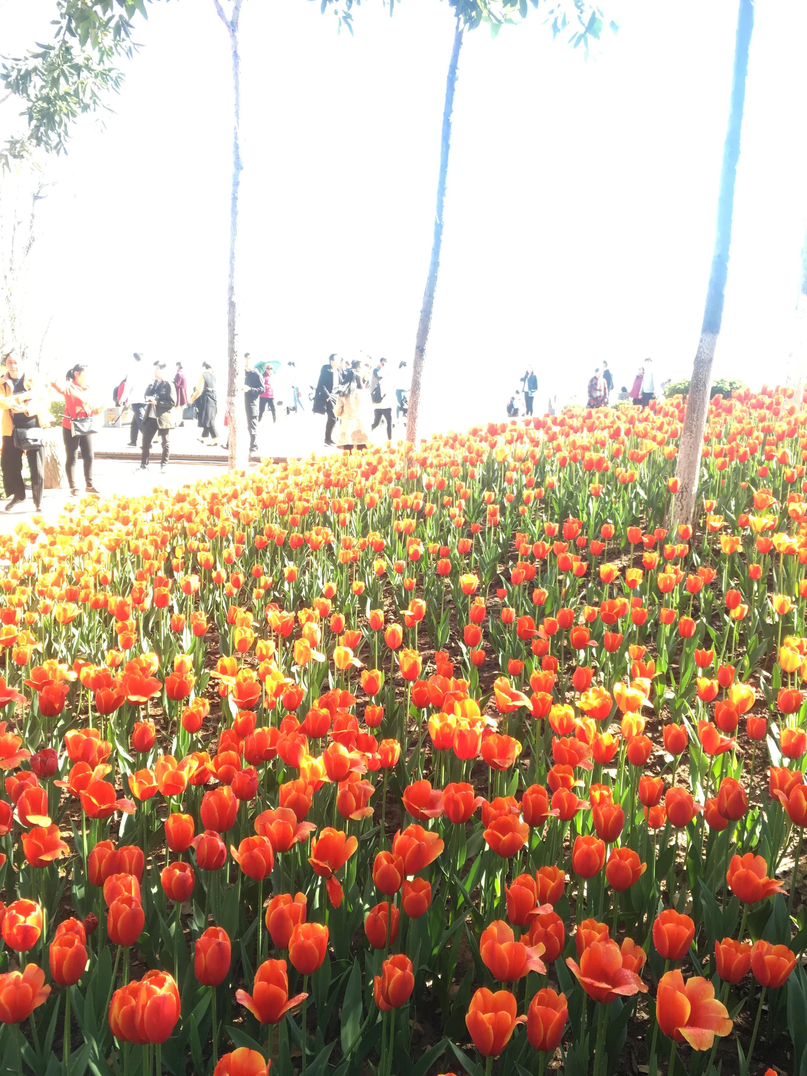 都江堰景区养老套房,都江堰老人养老的弊端