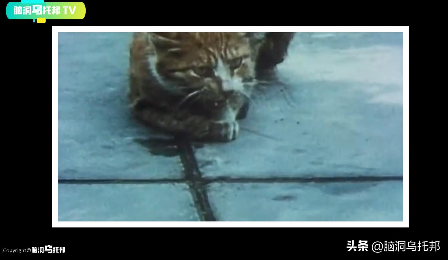 万只猫集体跳海，一场只有死亡才能终结的诅咒！日本诡异事件真相