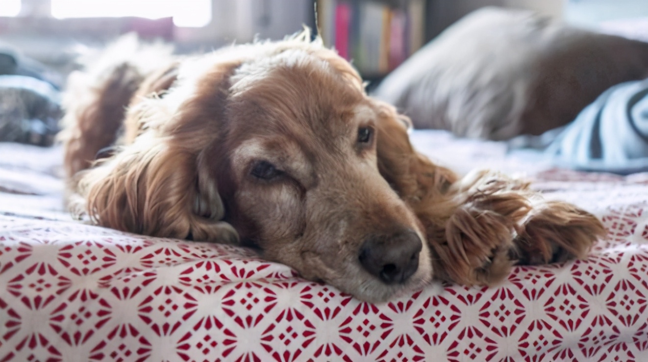 狗狗发抖查不出原因,辟谣狗狗鼻子干就是生病