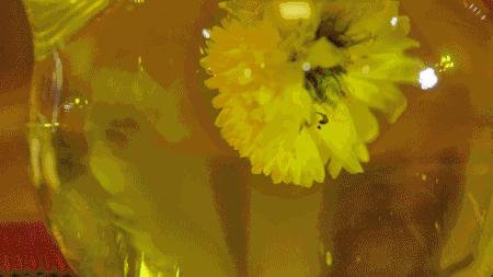 金丝菊茶的功效与作用降火吗,金丝皇菊配什么泡水喝去火又明目