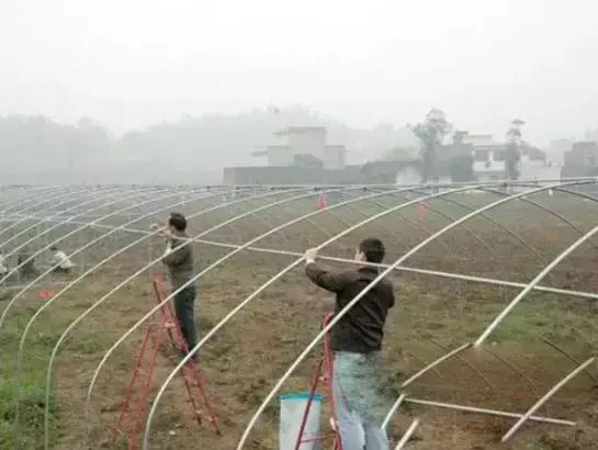防虫网的作用有哪些,防虫网有什么好处