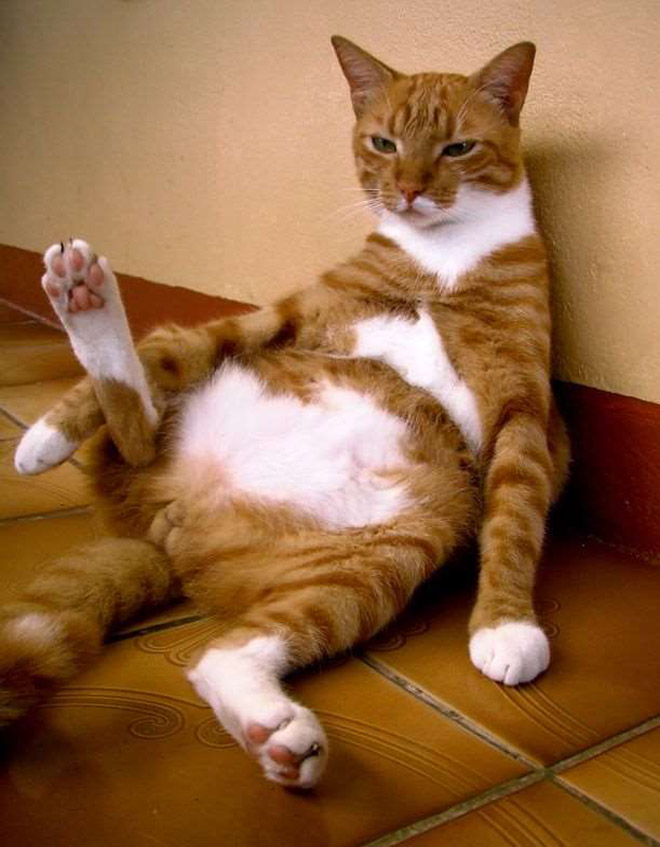 养猫前，你需要知道这些（1）