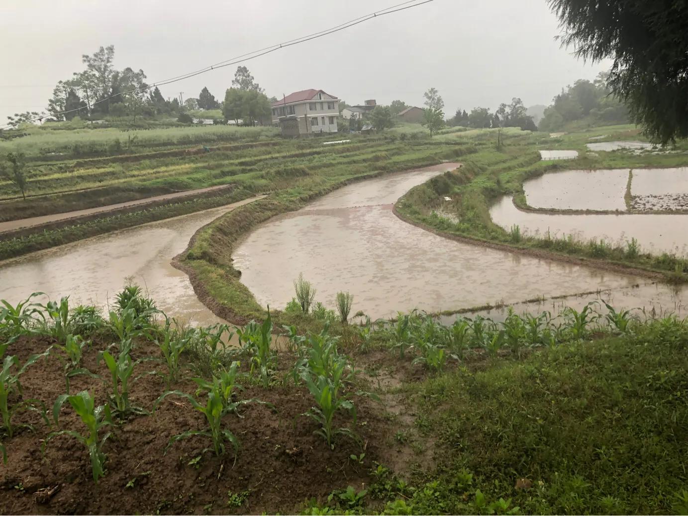 马家岩紫色花树,马家岩宜居