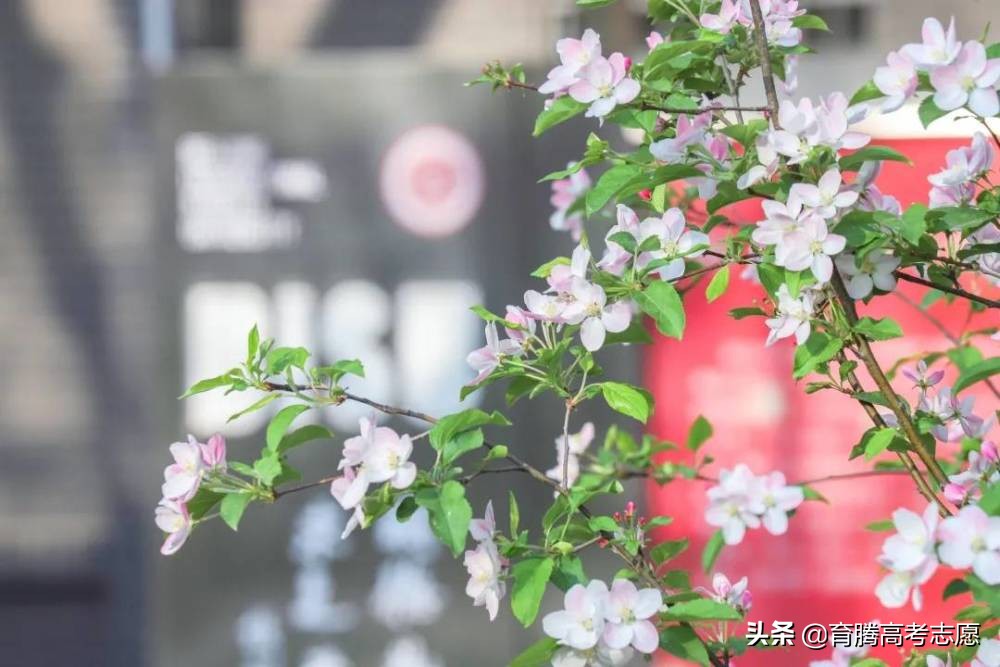 北京第二外国语学院好吗,北京市第二外国语学校好不好