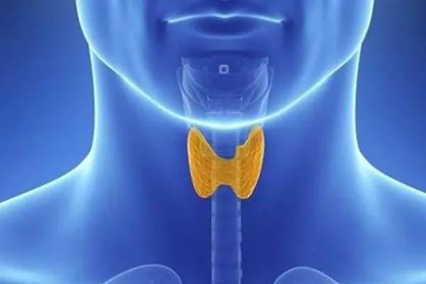 如果我们没有了甲状腺会怎么样呢？