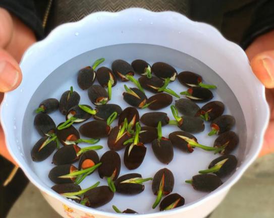 带芯的干莲子可以种出来莲花么,一颗莲子