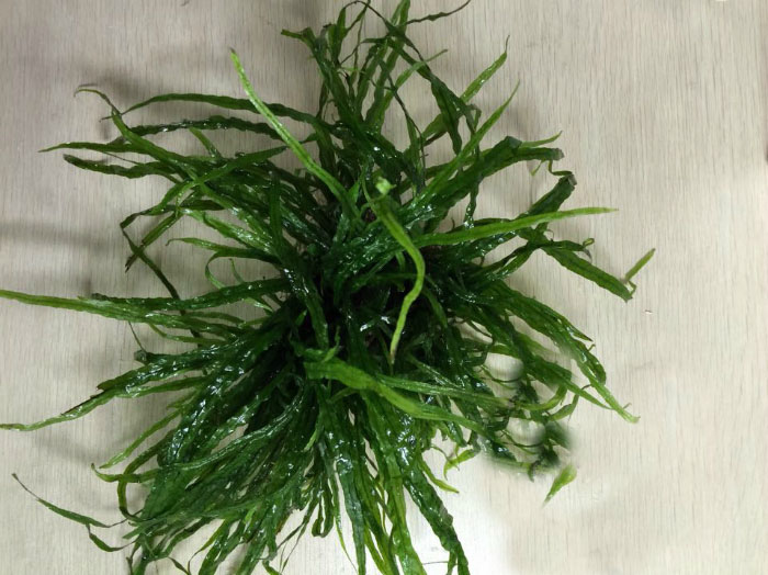 水草种子开缸教程新手入门,草缸水草刚种下需要加二氧化碳么