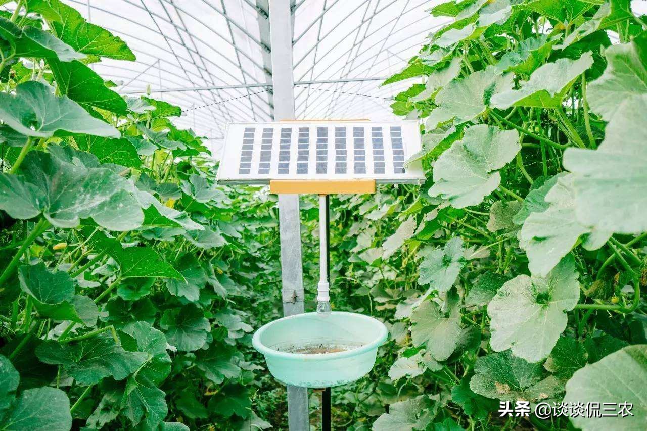 青菜长虫不用农药什么方法解决,青菜容易招哪些虫子