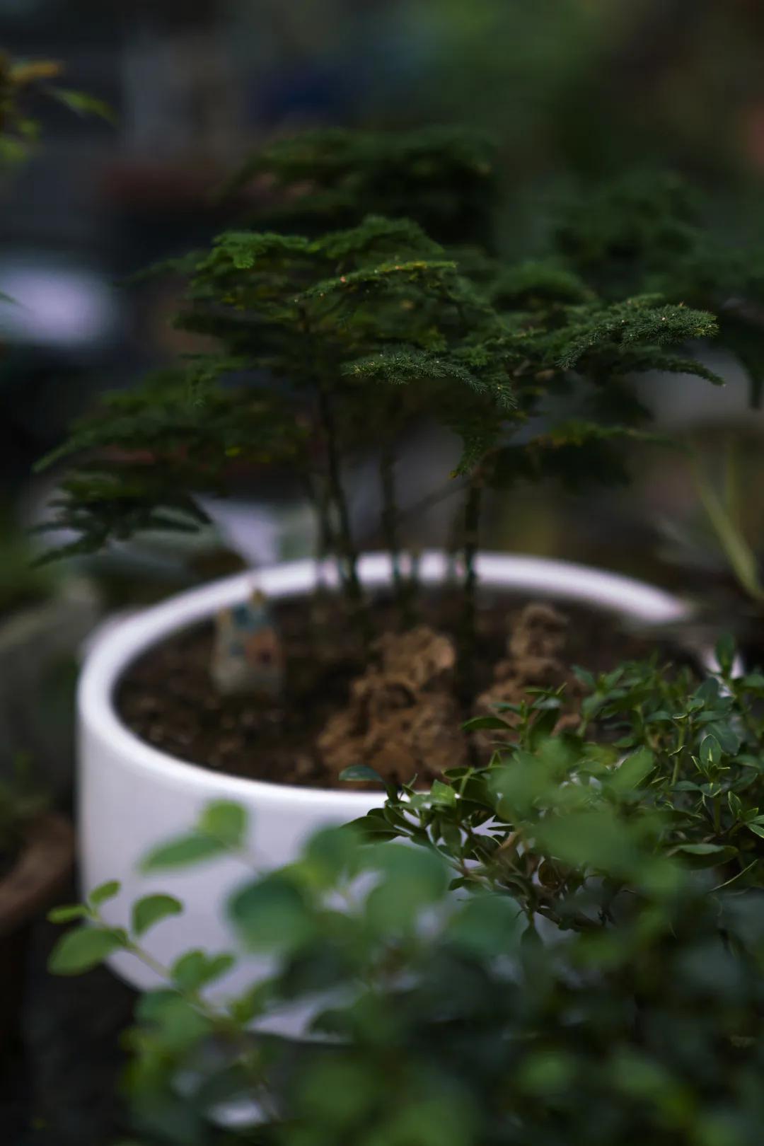 乌鲁木齐附近最便宜的花市,乌鲁木齐市花街在哪里