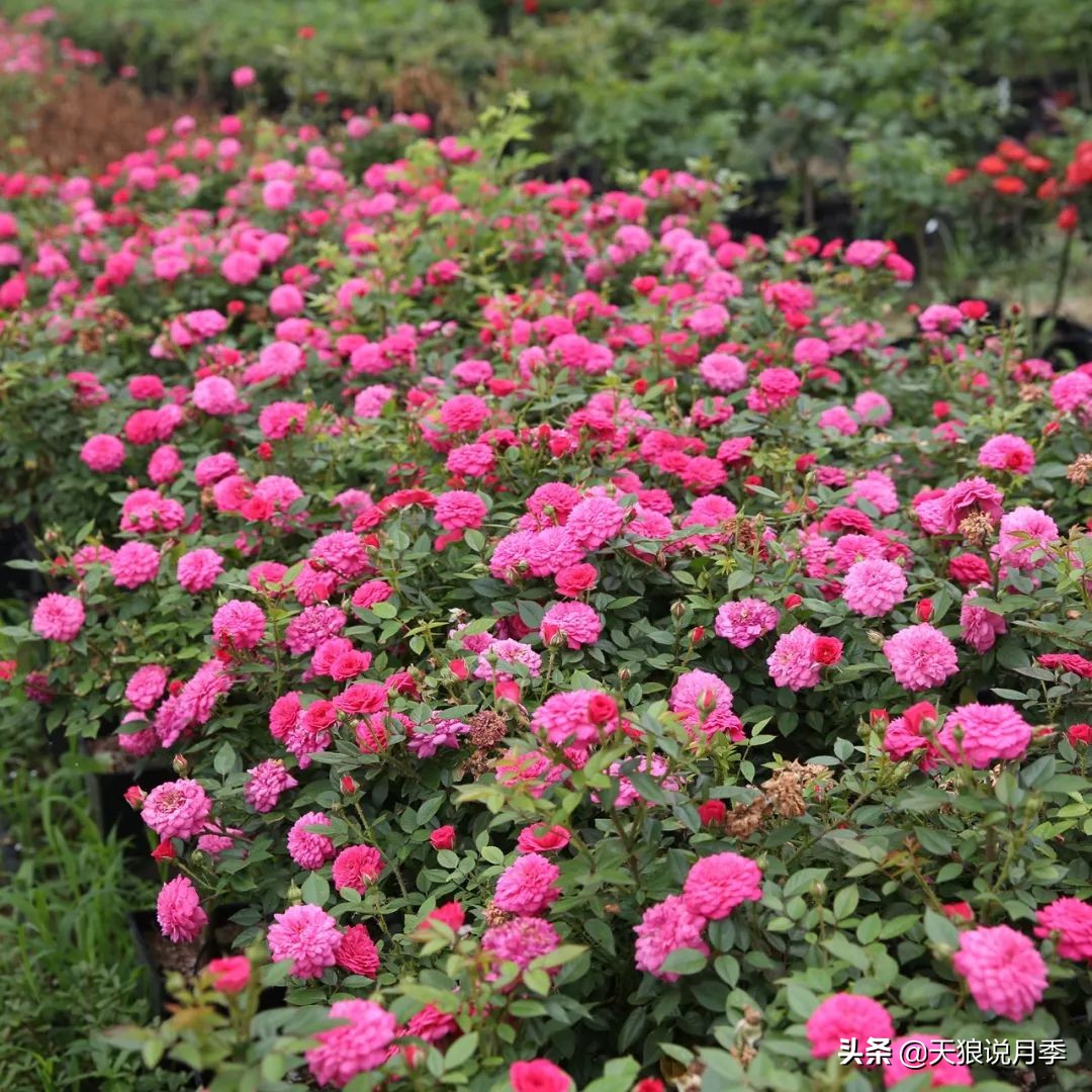 四月最浪漫的蔷薇花,最浪漫的四月花