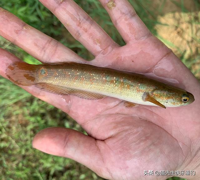 它全身披满点点星光，营养丰富，详解野钓稀缺鱼种——七星鱼