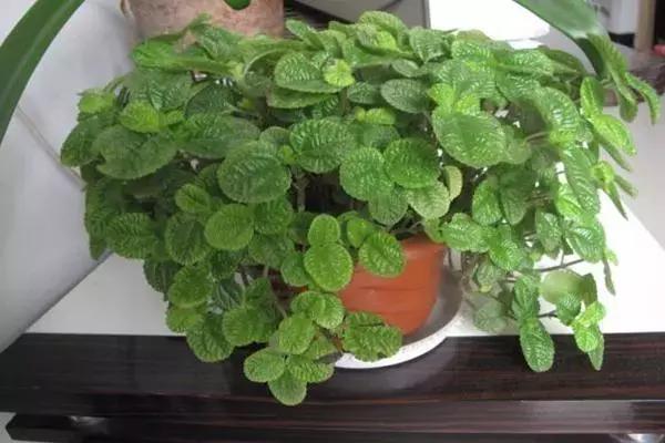 什么花吸甲醛油烟,能吸甲醛油烟的20种植物家家必养