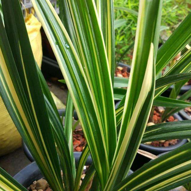 十大天价兰花价格,天价兰花品种及价格