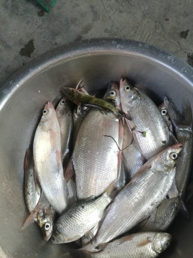 海竿真实钓鱼实战,海竿钓鱼真的没乐趣吗