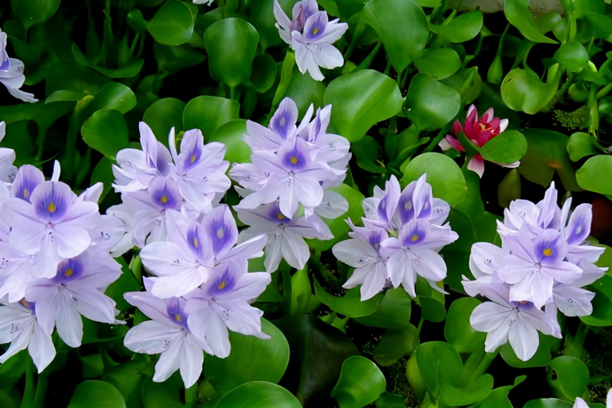 水葫芦泛滥成灾如今为何消失了,比水葫芦泛滥成灾还要厉害的植物