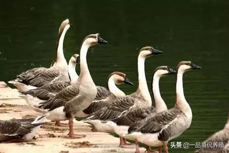 养殖鹅和鸭子哪个好养赚钱多,养殖鹅什么品种的鹅最有前景