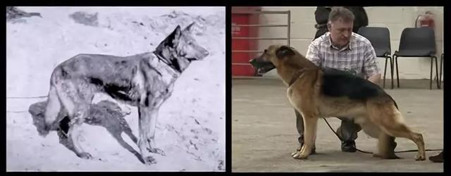 可爱的茶杯犬后面真相却很残忍,茶杯犬是怎样形成的视频