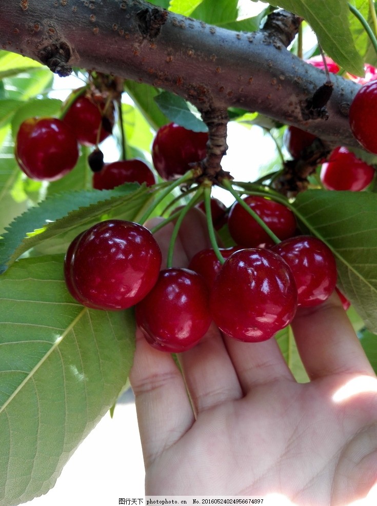 烟台的水果市场,烟台的水果是最好吃吗