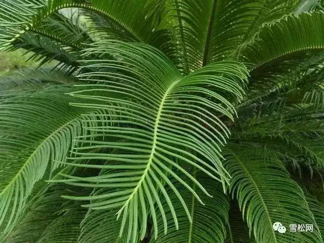 世界珍稀植物红豆杉,红豆杉等珍稀植物自然资源