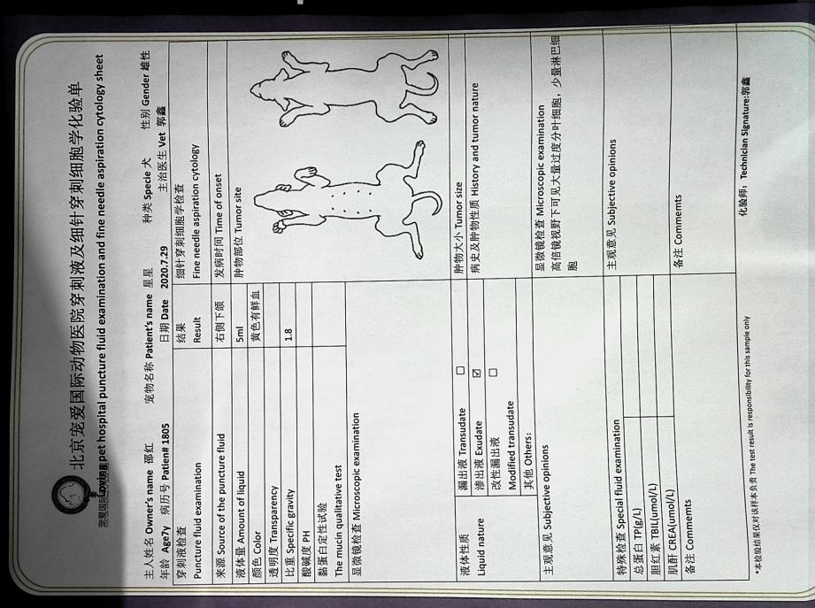 狗狗身上有肿块起脓是怎么回事,如果狗狗身上有虫子怎么办
