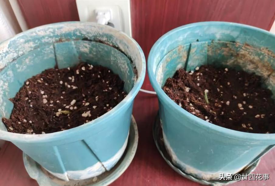 种生姜方法在家阳台,家里阳台种生姜的方法