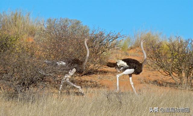 鸵鸟遇到危险把头埋进沙子图片,鸵鸟遇到危险时会把头埋在沙里吗