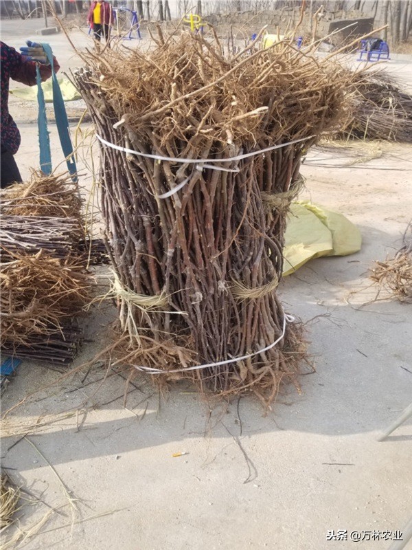 黑卡苹果树种植,黑卡苹果树北方好养吗