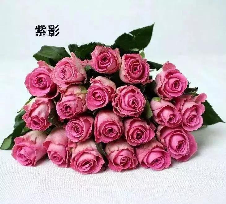 101种玫瑰品种科普你都认识吗,100种玫瑰品种科普你都认识吗