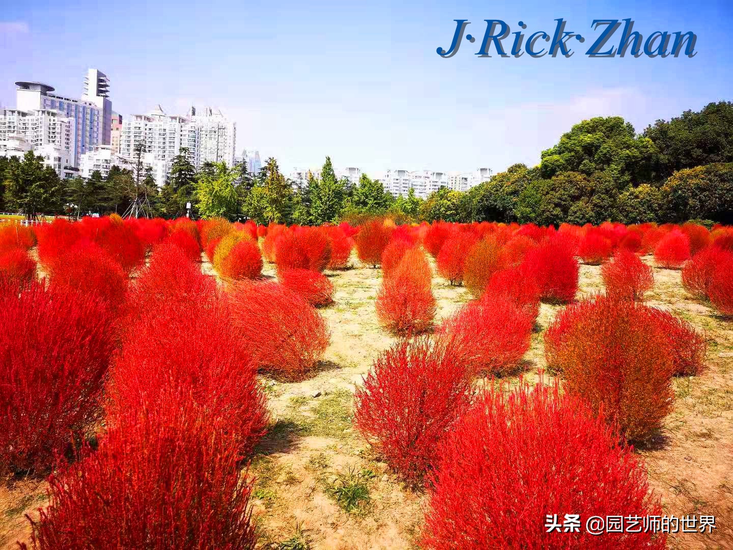 红色地肤草的种植方法,红地肤怎么养