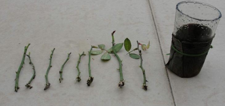 七彩月季扦插时间与方法,扦插月季怎么看出来品种