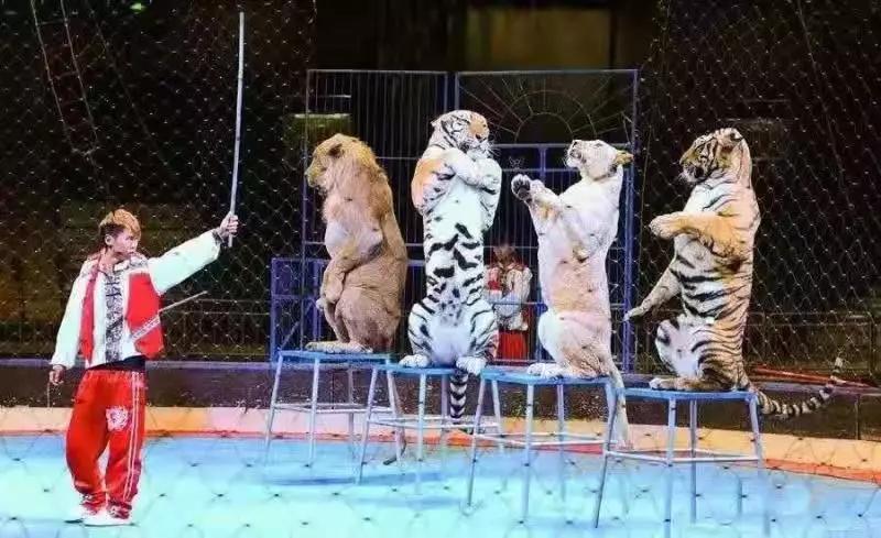 合肥人旅游,合肥春节一日游有哪些好去处