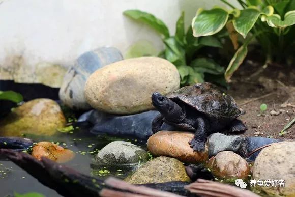 乌龟冬眠清肠怎么样才算完成,乌龟冬眠要喝水和吃东西吗