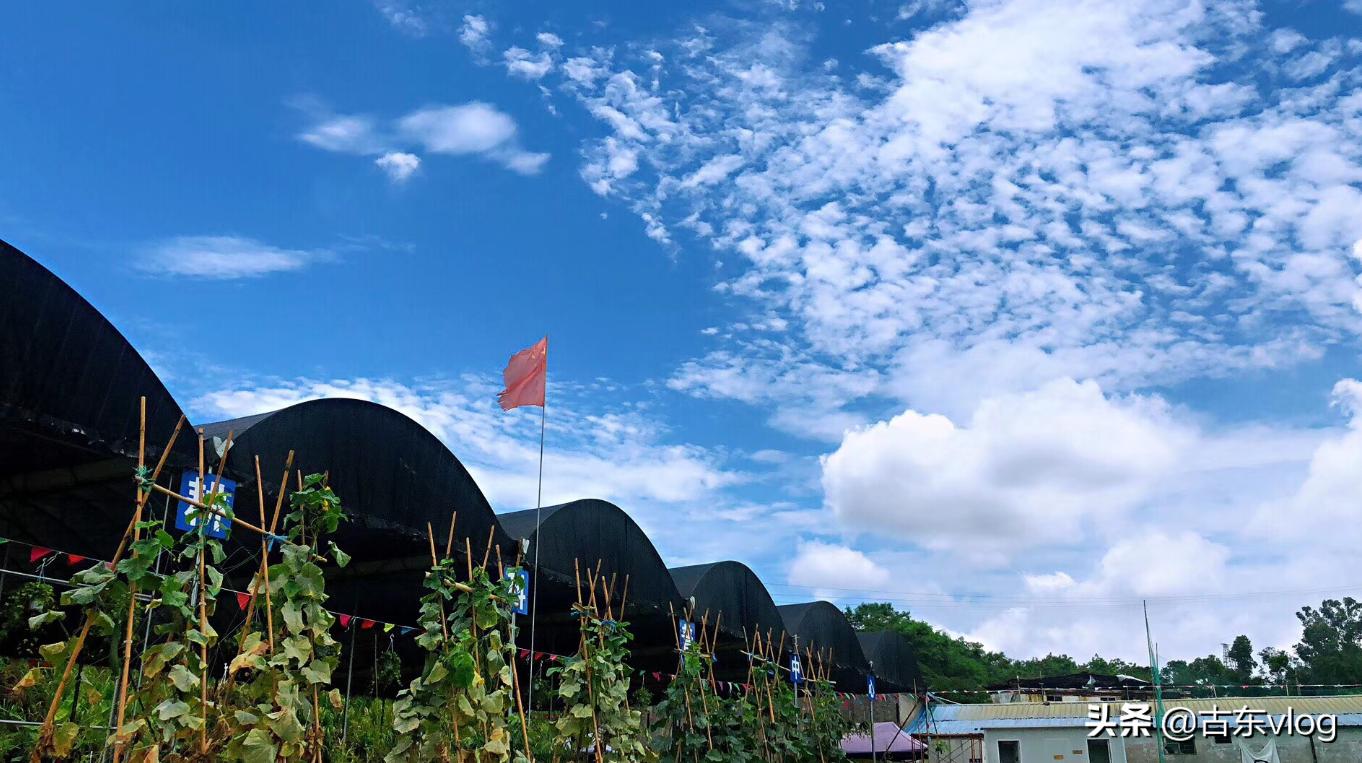 九龙生态园,九龙生态农业园景点