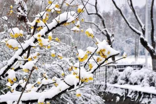 最受欢迎的3种花,这3种花真的很难养